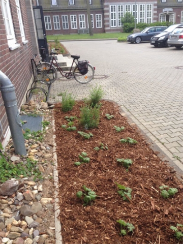 Anlegen eines Beets